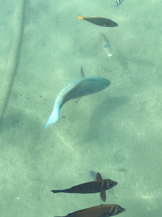 Gartenanlage Pickalbatros Dana Beach Resort - Hurghada