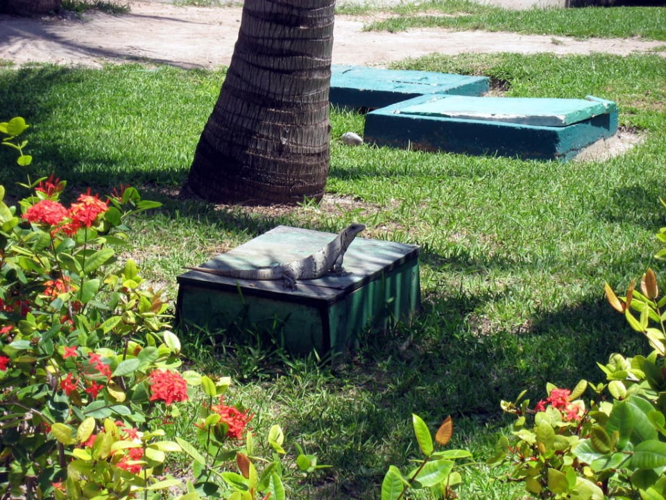 Leguan im Garten Catalonia Playa Maroma