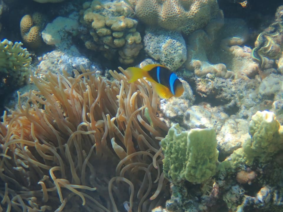 Strand Fort Arabesque Resort, Spa & Villas