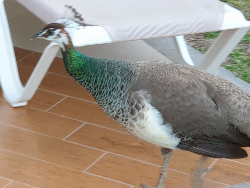 Sonstiges HL Miraflor Suites Hotel