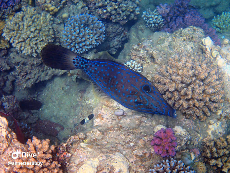 Sonstiges Three Corners Equinox Beach Resort