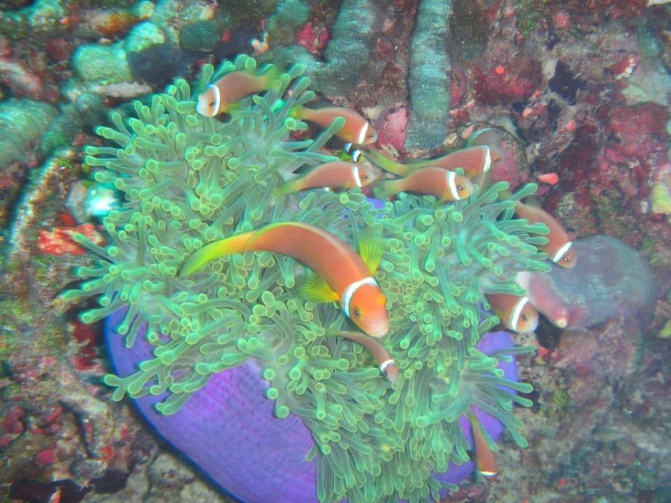Strand NAKAI Maayafushi Resort