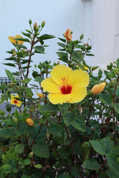 Gartenanlage Hotel El Fuerte Marbella