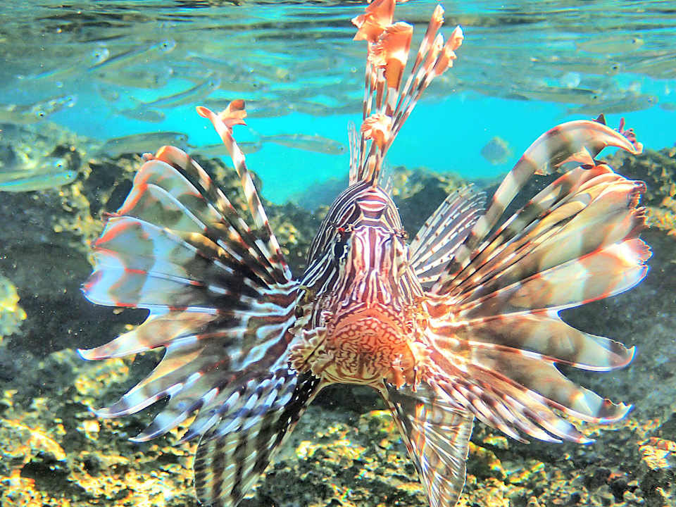 Sonstiges Shams Alam Beach Resort