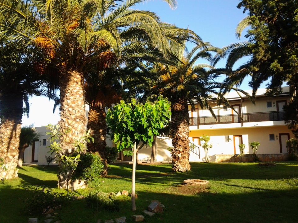 Überall großgewachsene Palmen Phãea Cretan Malia