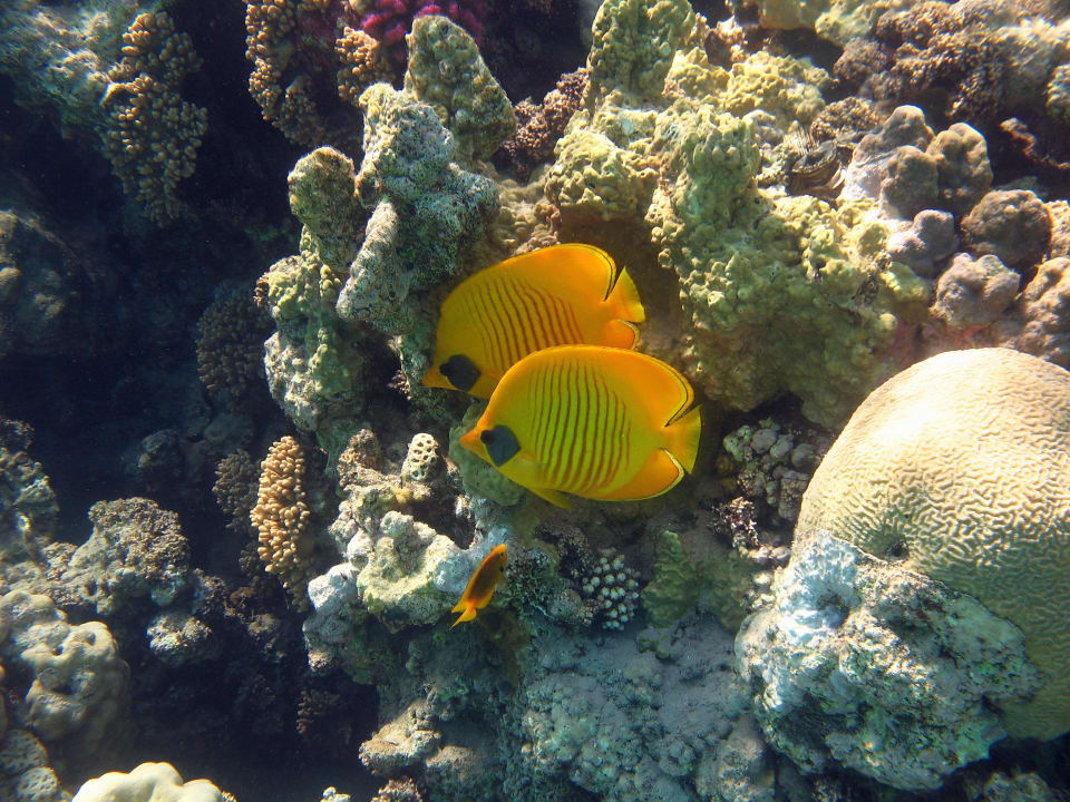 1 Stella Beach Resort & Spa Makadi Bay