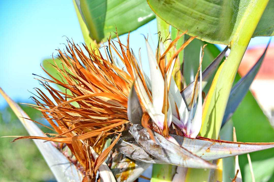 Gartenanlage Hotel Panoramica Garden