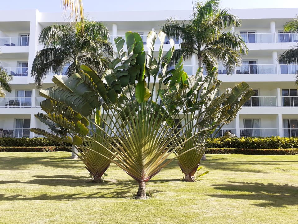Gartenanlage Hotel Riu Republica - Adults only