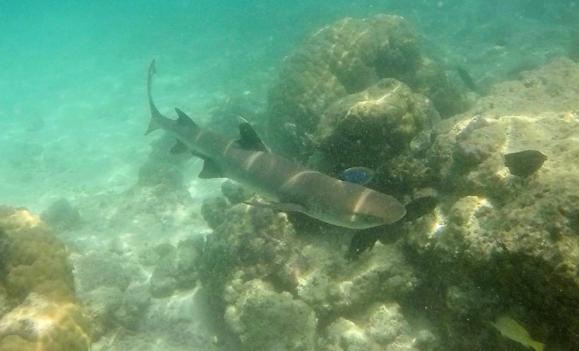 Sport & Freizeit Summer Island Maldives