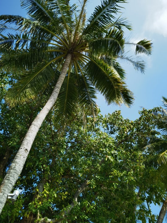 Gartenanlage Kuredu Island Resort & Spa
