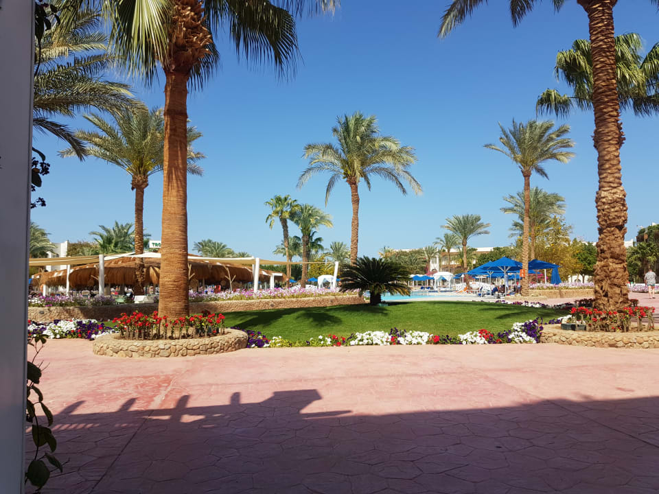 Gartenanlage Desert Rose