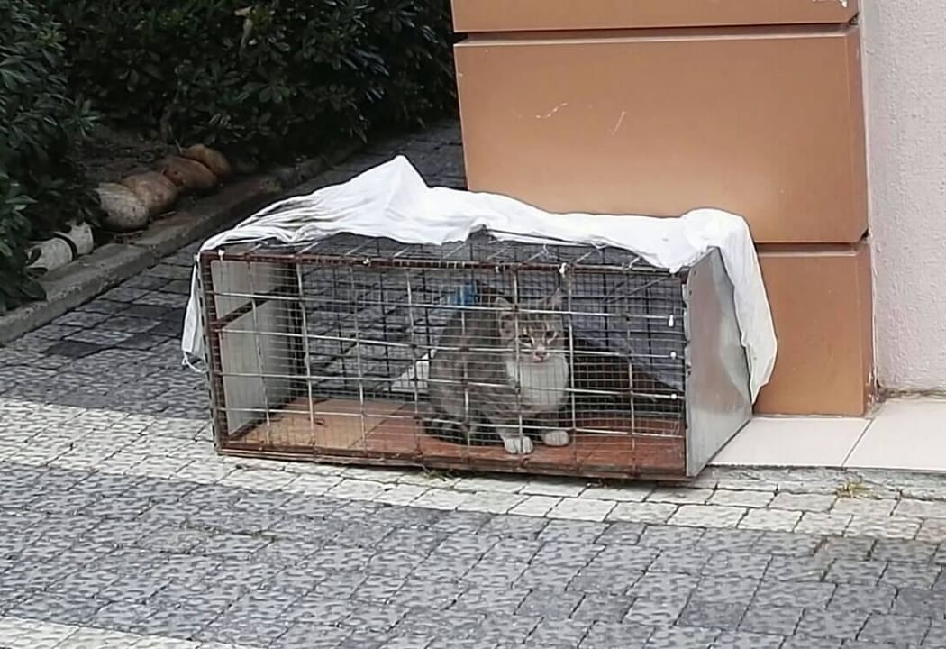 Eingefangene Katze, die danach spurlos verschwand! Hane Family Resort