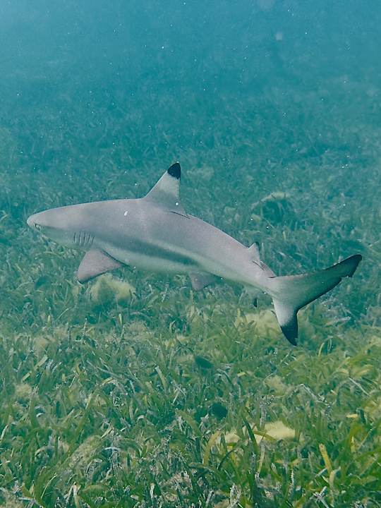 Strand Jawakara Islands Maldives