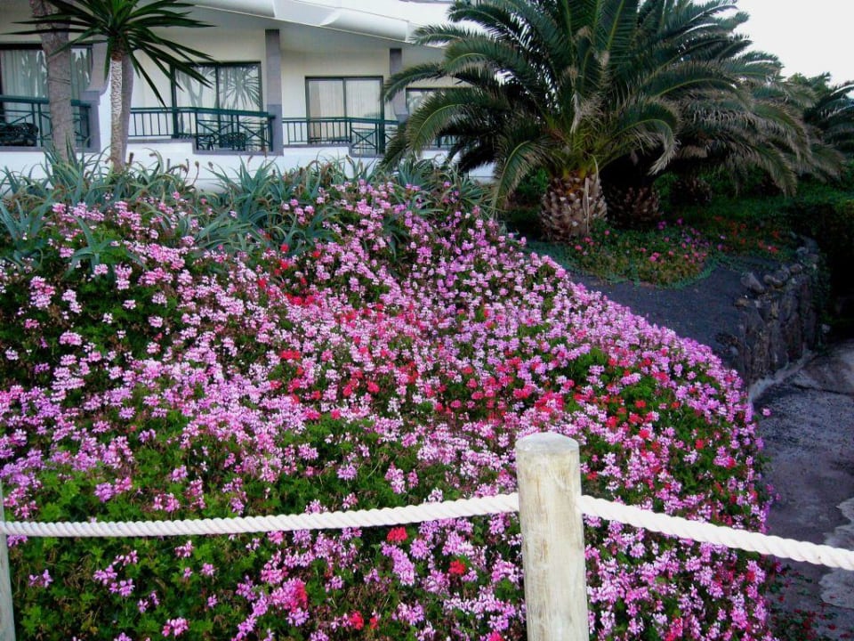 Blumen Hipotels Natura Palace