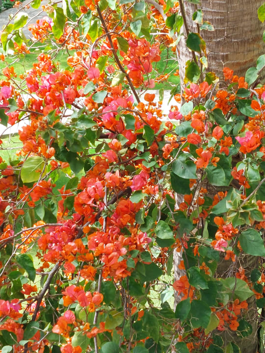 Gartenanlage Arum Barut Collection