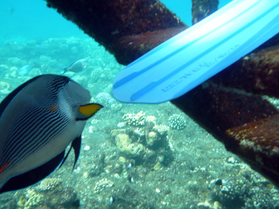 Der kann keine Blaue Flossen leiden Three Corners Happy Life Beach Resort