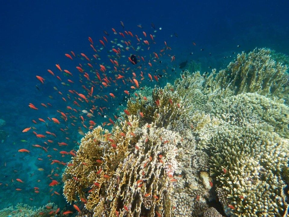 Schnorcheln am Hausriff Malikia Resort Abu Dabbab