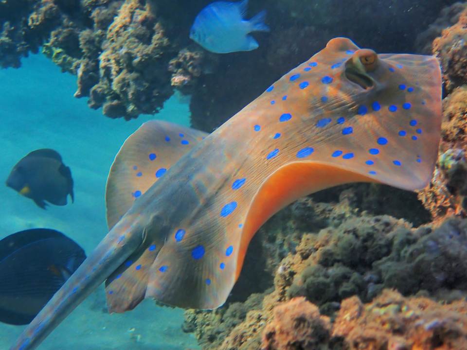 Sport & Freizeit Shams Alam Beach Resort