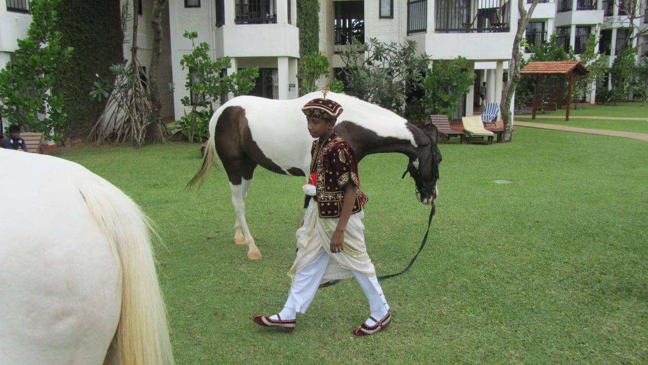 Pferde zum Reiten im Hotel Club Hotel Dolphin