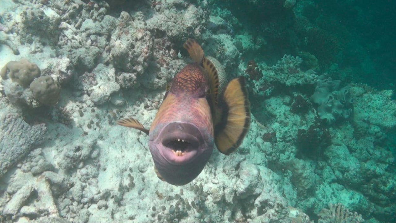 Drückerfisch Sun Siyam Vilu Reef