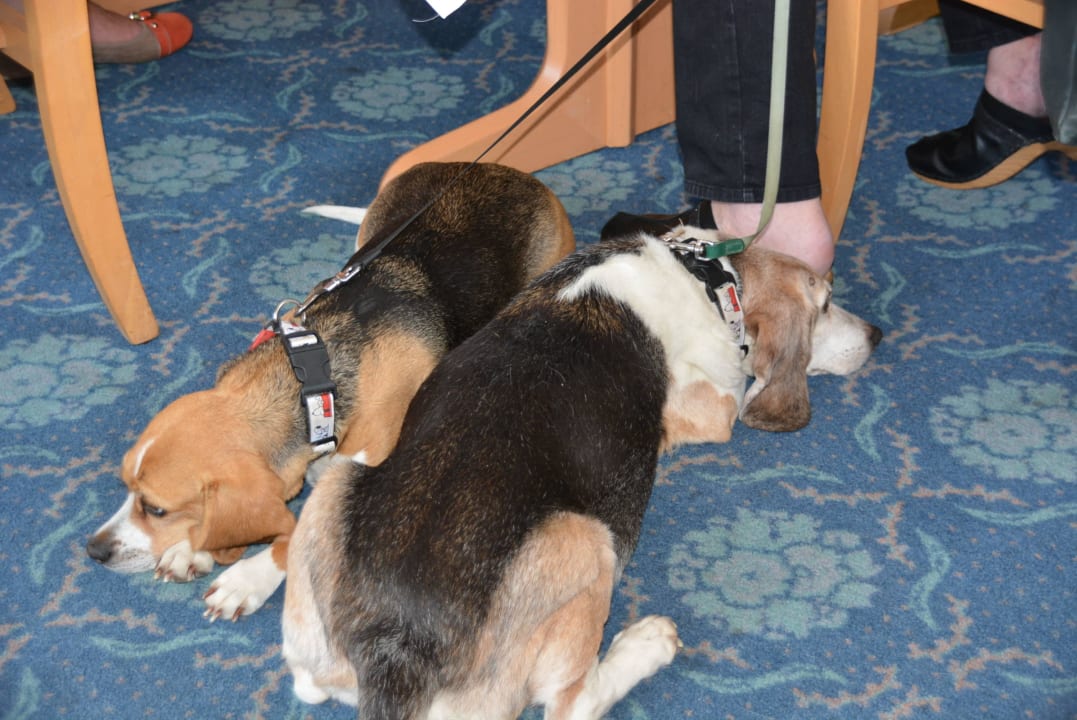 Der Grund der Aufregung Landhotel Kühler Grund