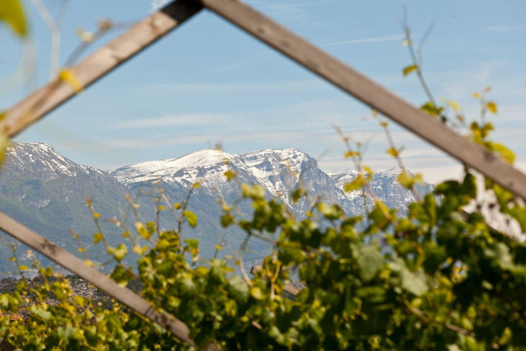 Circondati da vitigni Maso Santa Lucia B&B