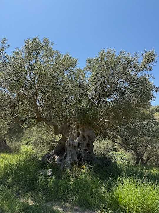 Sonstiges Acrotel Athena Pallas