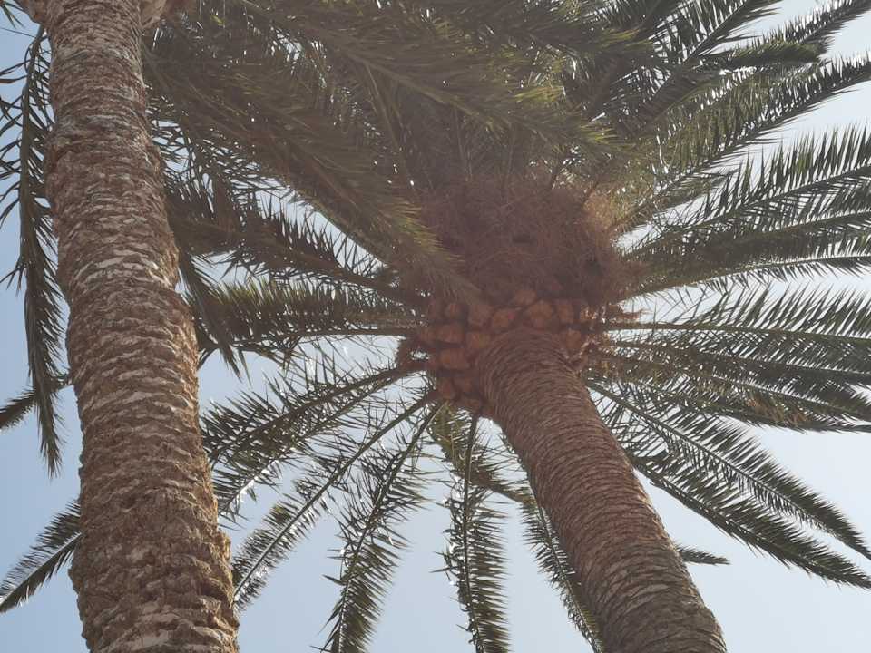 Gartenanlage Aldiana Club Fuerteventura