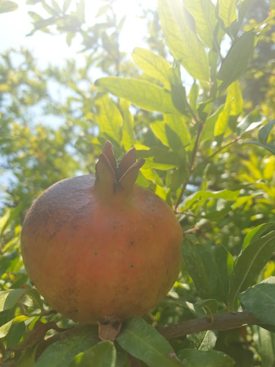 Gartenanlage Club Sidelya Hotel