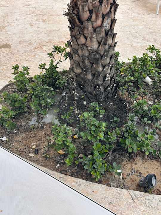 Gartenanlage Viva Miches by Wyndham