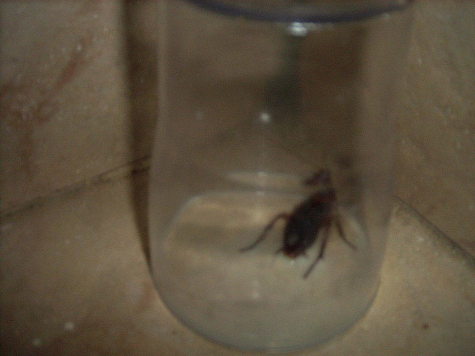 Kakalaken im Zimmer! Regency Plaza Aqua Park & Spa