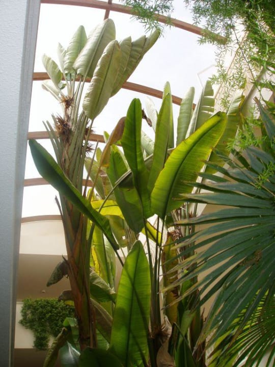 Innenbepflanzung Flur allsun Hotel Eden Playa