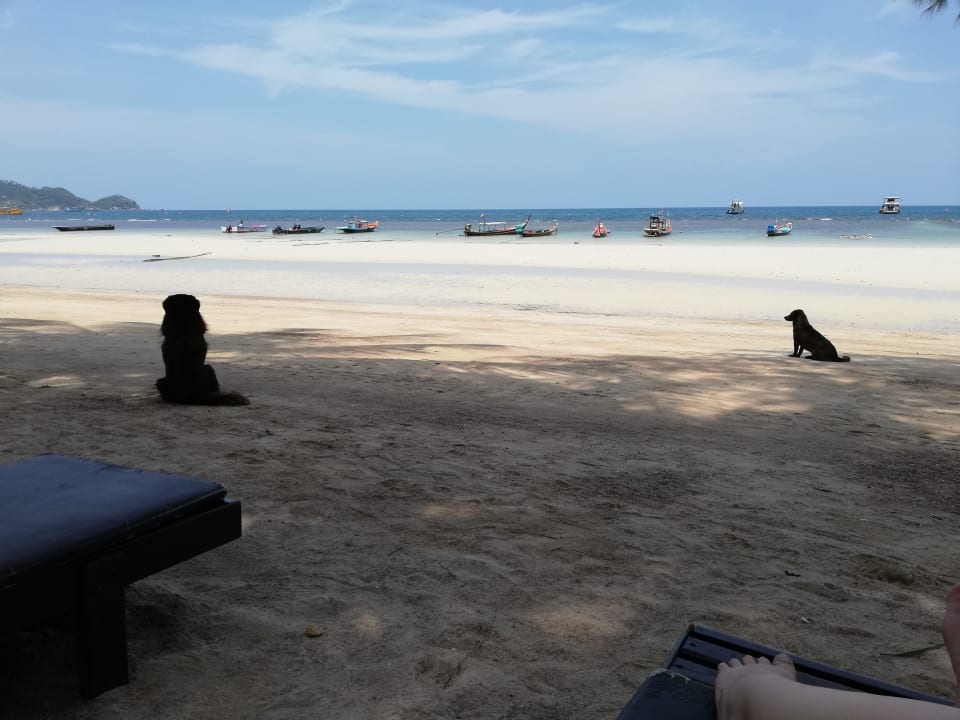 Strand Coral Grand Resort Koh Tao