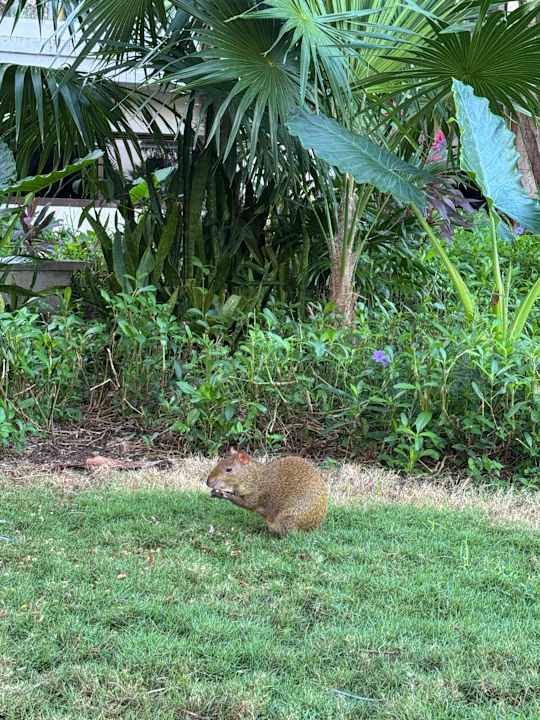 Gartenanlage Bahia Principe Grand Tulum