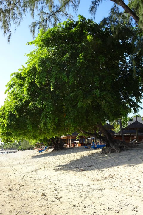 Tolle Bäume am Strand Sofitel Imperial Resort & Spa