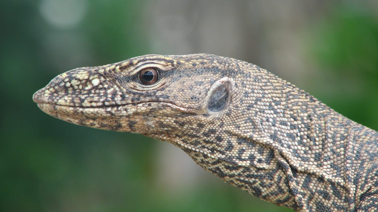 Leguane im Garten vom Hotel Thaala Bentota