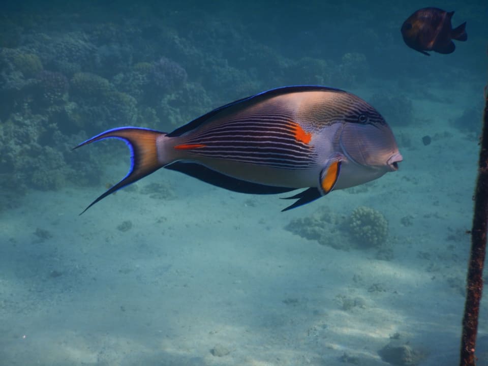 Strand Jaz Makadi Oasis Resort