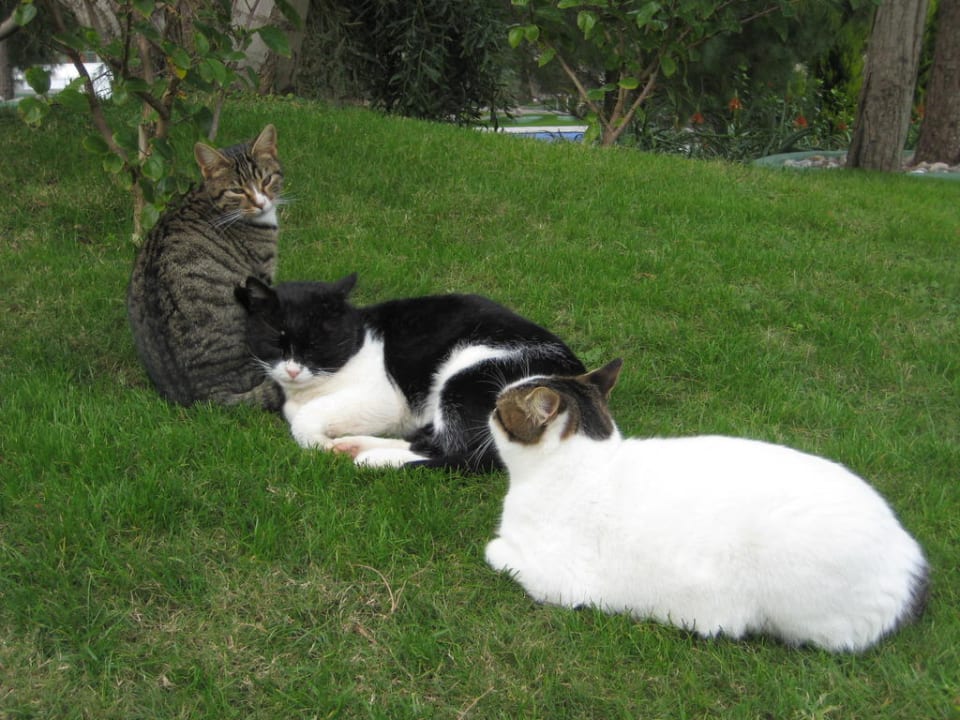 Tom und seine Freunde Voyage Belek Golf & Spa