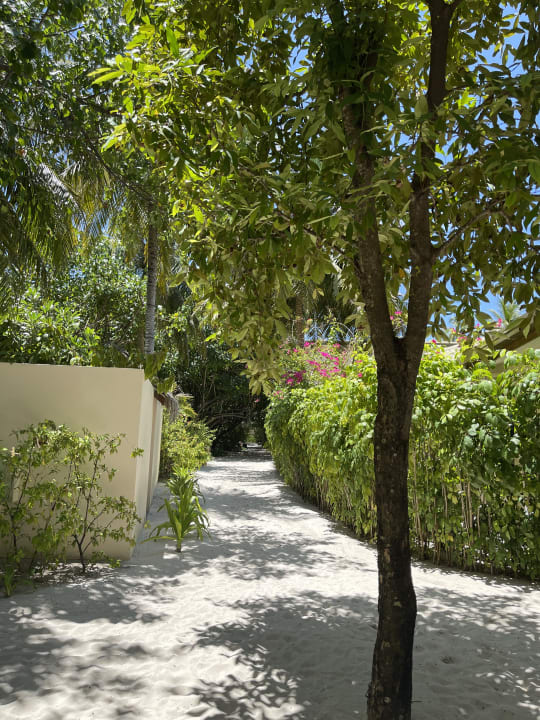 Gartenanlage Mirihi Island Resort