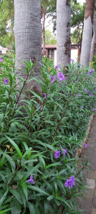 Gartenanlage Ulusoy Kemer Holiday Club