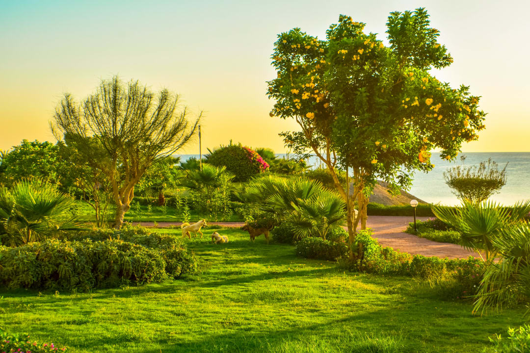 Gartenanlage Three Corners Equinox Beach Resort