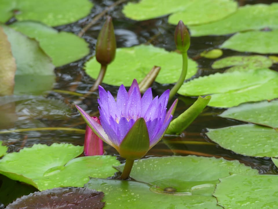 Gartenanlage Santiburi Koh Samui