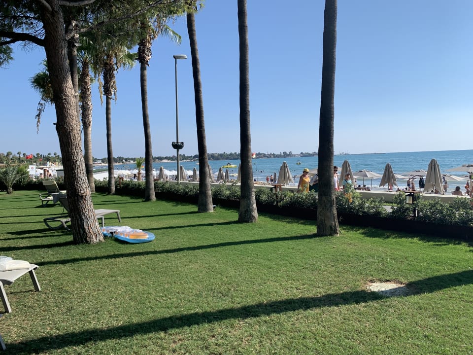 Strand Acanthus Cennet Barut Collection