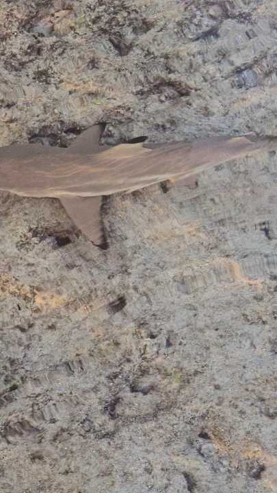 Strand Malikia Resort Abu Dabbab