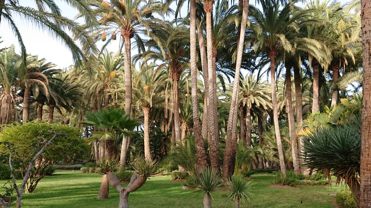 Gartenanlage Hotel Riu Palace Oasis