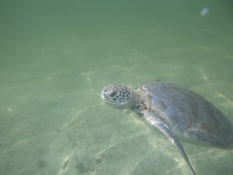 Strand Akumal Bay Beach & Wellness Resort
