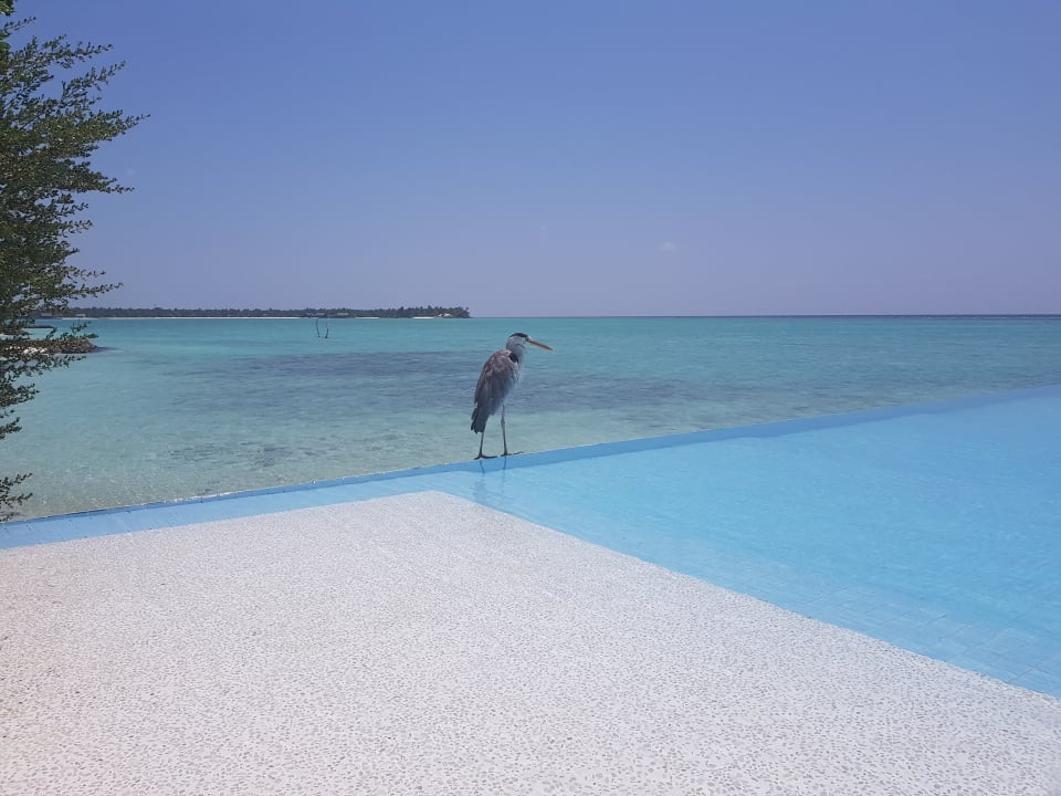 Pool Summer Island Maldives