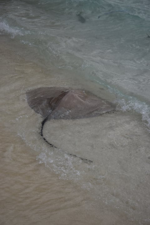 Sport & Freizeit Sun Siyam Vilu Reef