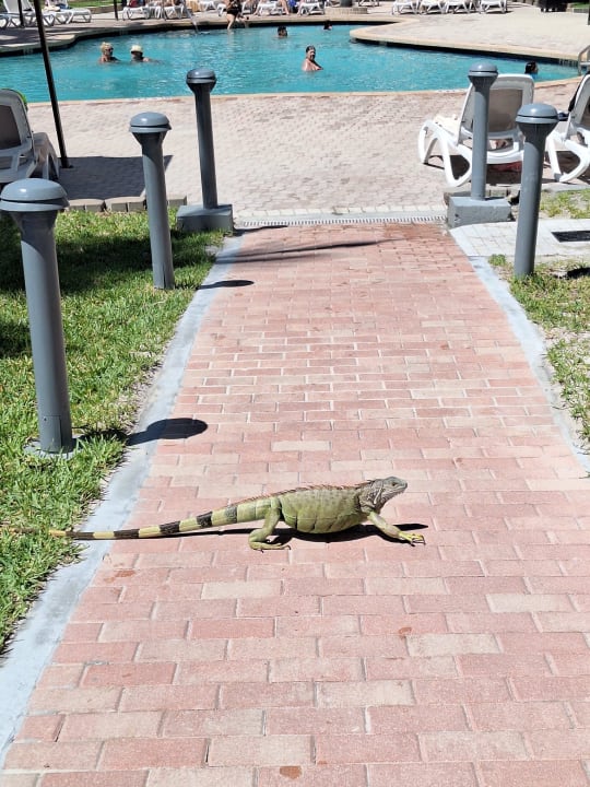 Gartenanlage Hotel Riu Plaza Miami Beach