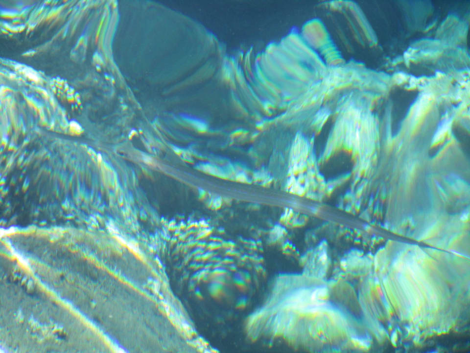 Unterwasserwelt Hotel Mercure Hurghada